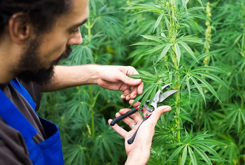 marijuana-6-istock