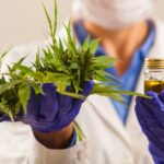 Tratamento Oncológico Com a Cannabis Medicinal: Conheça O Resultado Positivo do Estudo Holandês